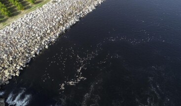 Ceyhan Nehri’nde görülen balık ölümlerinin nedeni araştırılıyor