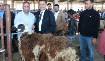 AK Parti Şanlıurfa Milletvekili adayı Hikmet Başak, Şanlıurfa Canlı Hayvan Borsasını ziyaret ederek esnaftan destek ve dua talep etti.