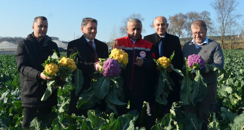 Samsun’da rengarenk karnabaharların hasadı yapıldı