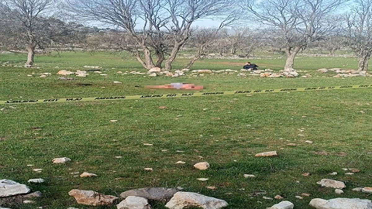 Antalya'da saldırdıkları kadını öldüren köpeklerin sahibine hapis cezası